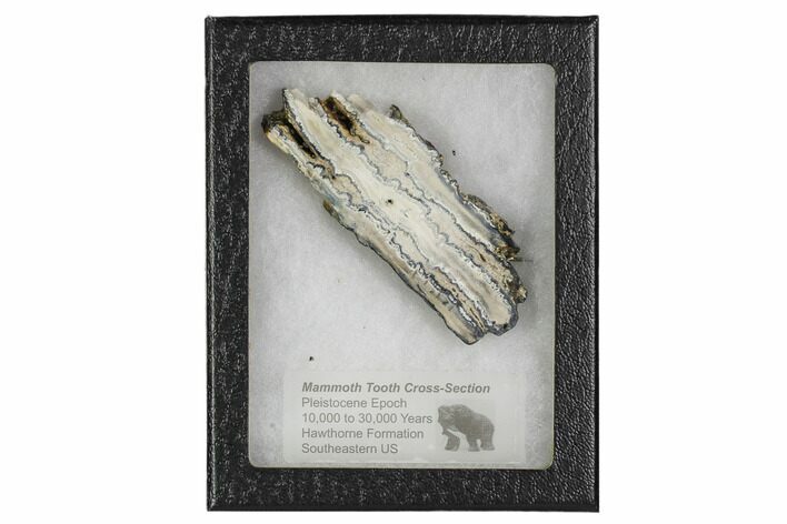 Mammoth Molar Slice With Case - South Carolina #106489